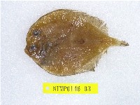 藏品(繁星鮃)的圖片